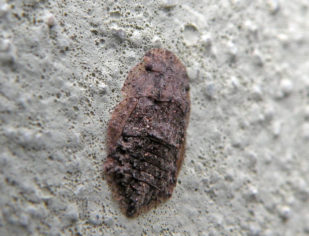 Larva padana - Ledra aurita